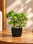 Artificial Mini Monstera Succulent, Light Green, 18 cm, with Basic Black Pot