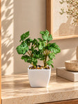 Artificial Mini Monstera Succulent, Light Green, 18 cm, with Basic Black Pot