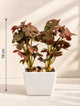 Artificial Mini Monstera Succulent, Maroon, 18 cm, with Basic Black Pot