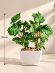 Artificial Mini Monstera Succulent, Light Green, 18 cm, with Basic Black Pot
