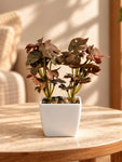 Artificial Mini Monstera Succulent, Maroon, 18 cm, with Basic Black Pot