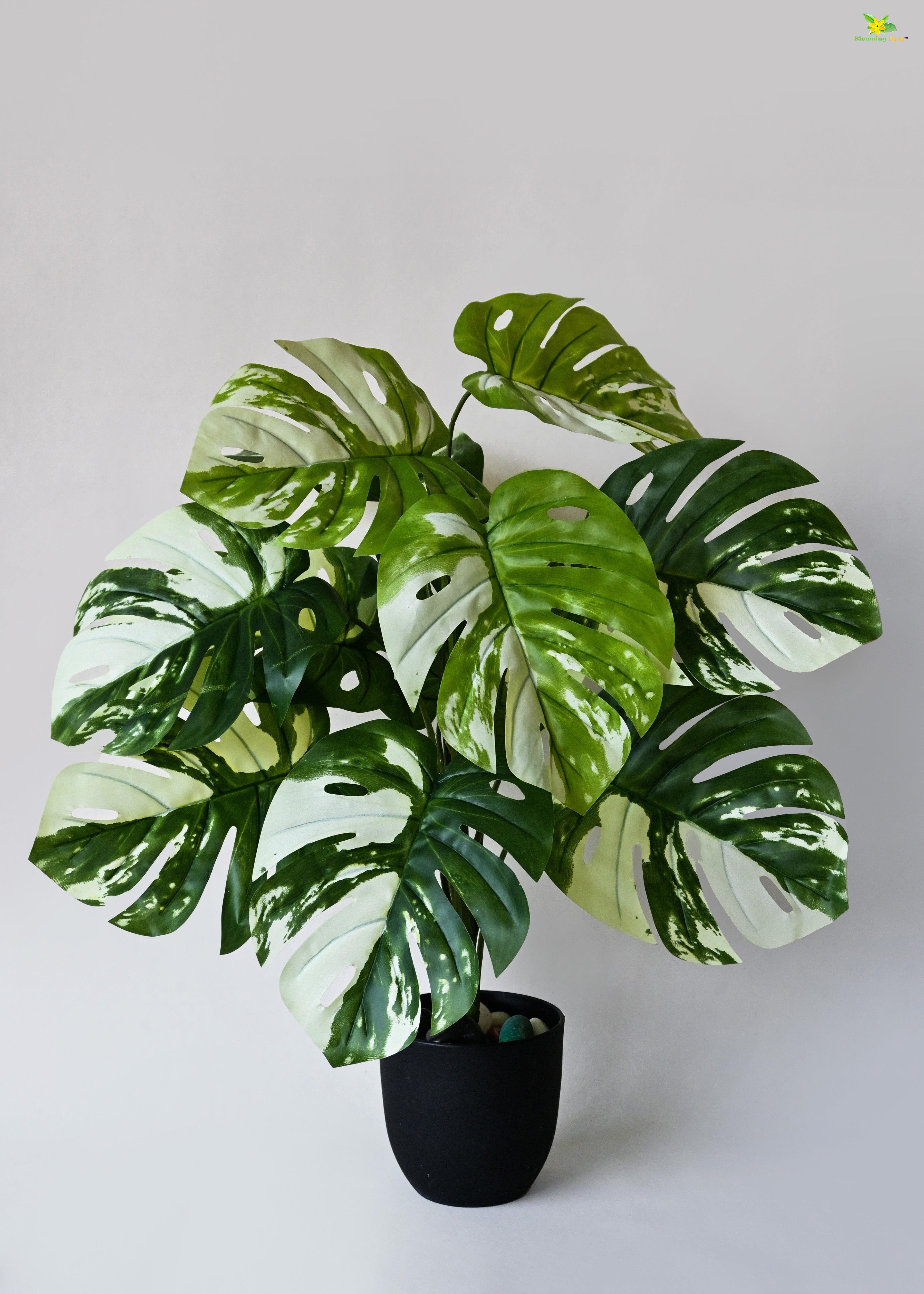 Artificial Monstera deliciosa Plant for Decor | 12 Leaves with Basic Pot | 78.7 cm