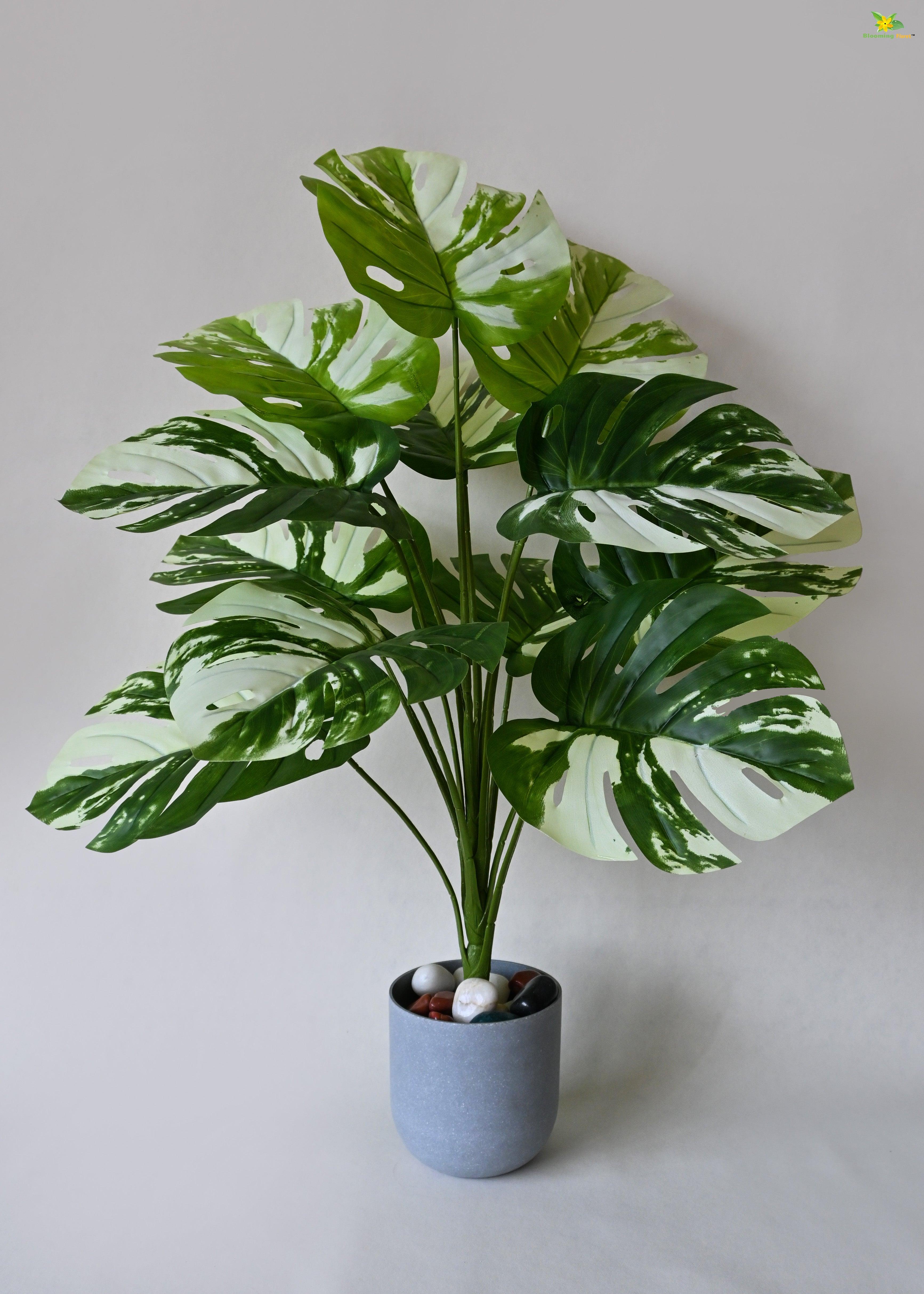 Artificial Monstera deliciosa Plant for Decor | 12 Leaves with Basic Pot | 78.7 cm