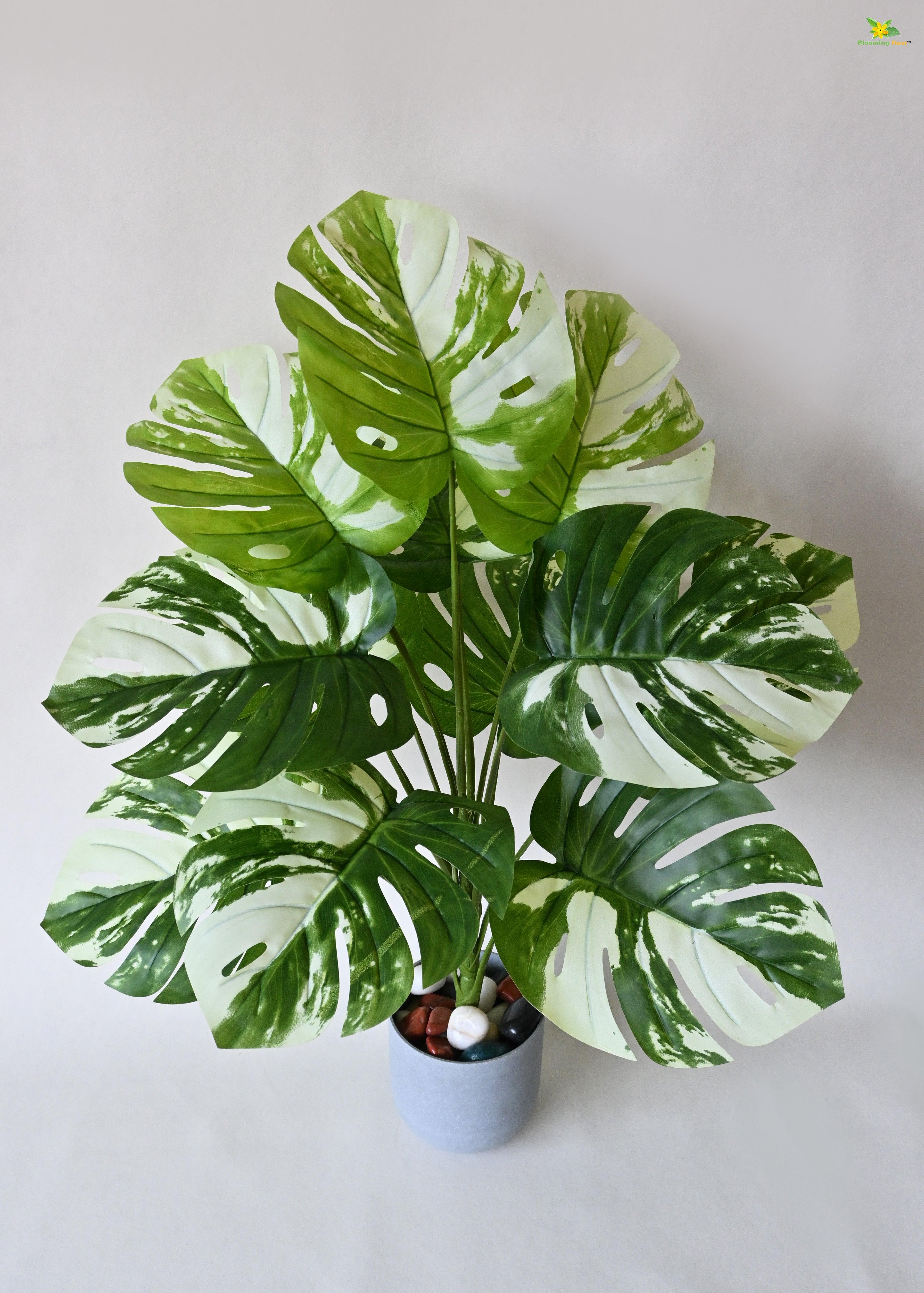 Artificial Monstera deliciosa Plant for Decor | 12 Leaves with Basic Pot | 78.7 cm