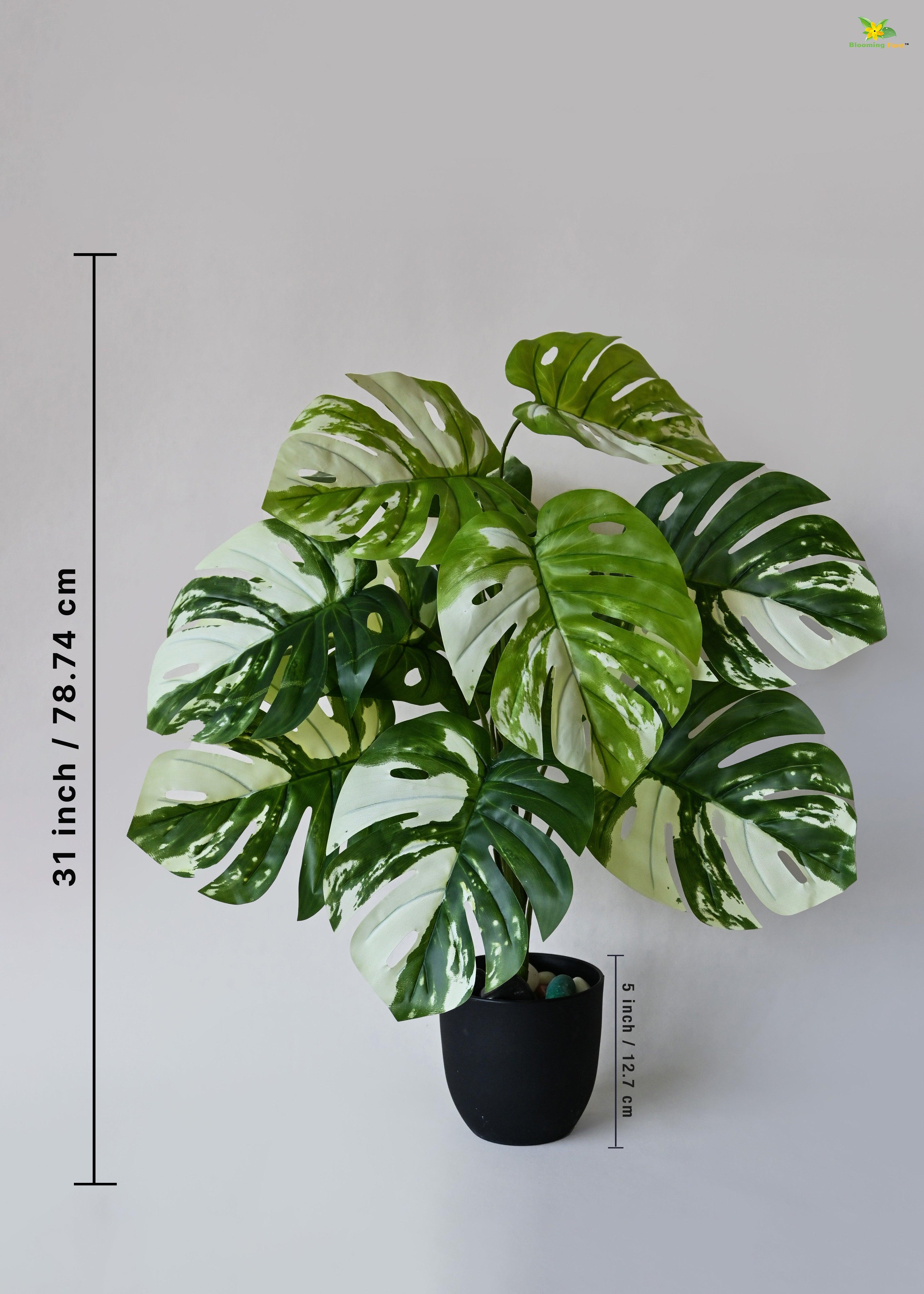 Artificial Monstera deliciosa Plant for Decor | 12 Leaves with Basic Pot | 78.7 cm