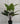 Artificial Taro Plant for Decor | 9 Leaves with Basic Pot | 90.1 cm
